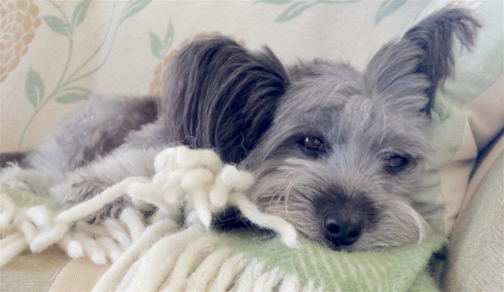 DiplomaticDog's tweet photo. Luvverly Blankie https://t.co/9iCwo5r2U8 https://t.co/nd5NaUseNH