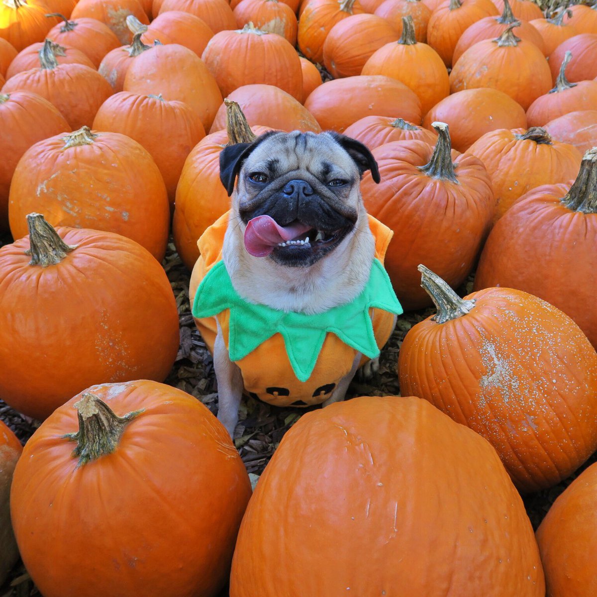 itsdougthepug's tweet photo. If I were in a pumpkin patch would u pick me? https://t.co/P8fVo3UNfm