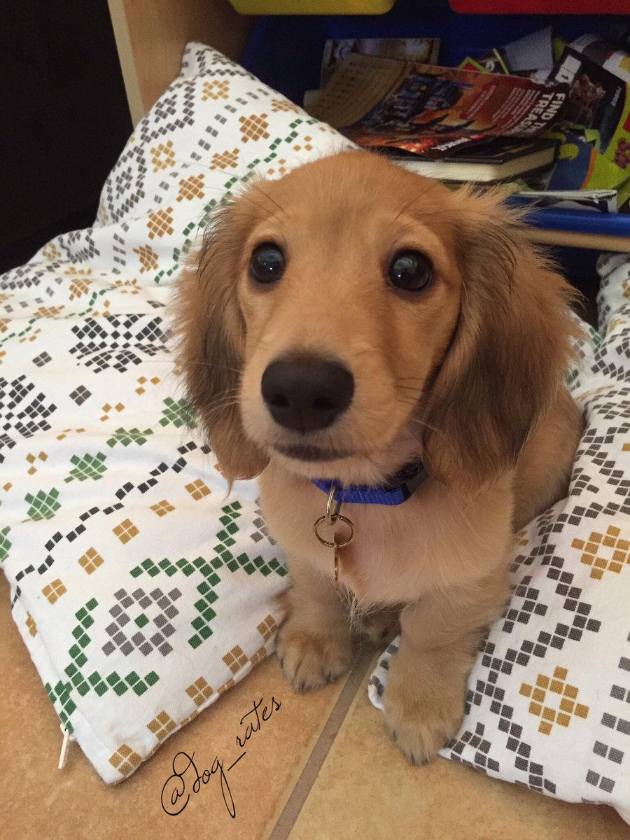 dog_rates's tweet photo. This is Butter. She can have whatever she wants forever. 12/10 would hug softly https://t.co/x5gXRS1abq