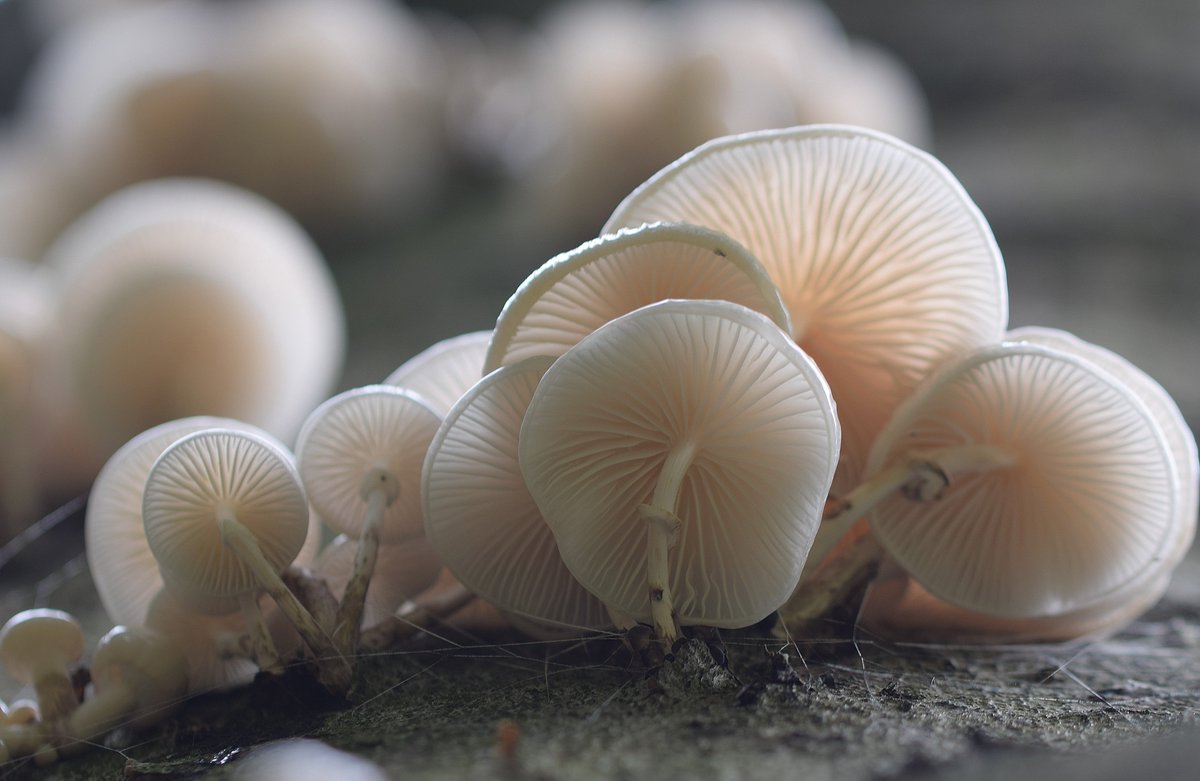 NMehuys's tweet photo. Eens de herfst gaan opsnuiven tussen de buien door ! #muschroom #paddestoel #porseleinzwam #macrofotogafie #nature #autumn #herfst https://t.co/wWzjGQpZkQ