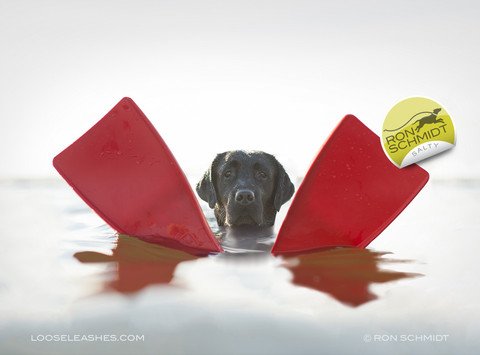 RonSchmidtPhoto's tweet photo. Sink or swim? Sometimes it's best just to float! #WednesdayWisdom #dogs https://t.co/P3uXrDIuEl