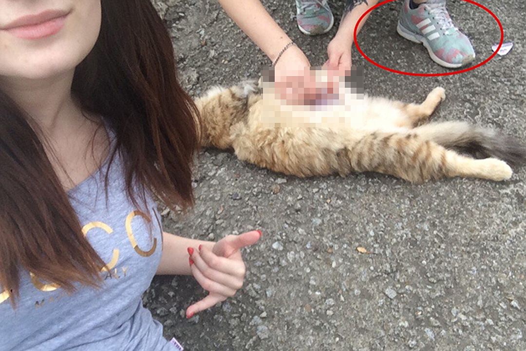 onlinenskkpru's tweet photo. В аэропорту #nsk задержана студентка-живодерка из Хабаровска, она пыталась сбежать в Санкт-Петербург на самолете. https://t.co/W6nUjCG1Md https://t.co/hZjG19JDZ6