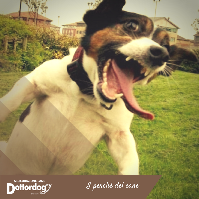 24hAssistance's tweet photo. Perché ogni tanto il cane dà di matto? Ve lo spiega @Dottordog1 ! #dottordog #iperchèdelcane https://t.co/MF1EPjxzOJ https://t.co/sRwrJZDRAc