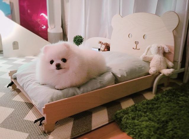 kittennuay's tweet photo. น้องขาวฟูน่ารักง่ะ ฮือออออออออออออออออออ หมั่นเขี้ยวอ่ะ หมาอะไรตลก นางมีเตียงเป็นของตัวเองดั้วะ 5555555555 https://t.co/P0aCc0Gjcs