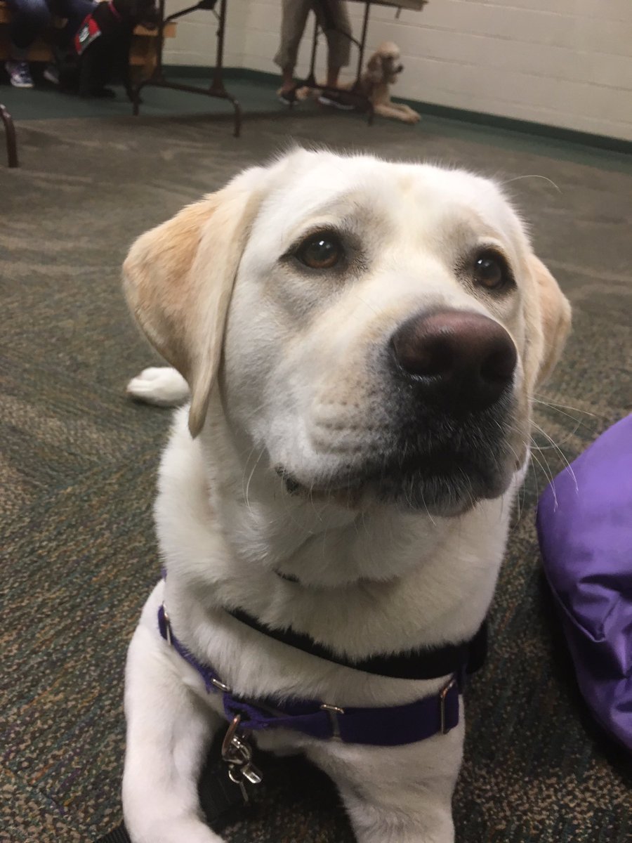 WESpolarbears's tweet photo. #udservicedogs photo shoot w/ #HersheyBears #NYCSDstory @LeisaWeicht @SMEPolarBears https://t.co/HAmVaLfUr1