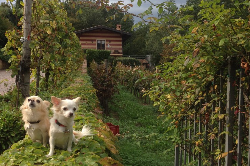Dog Tour in #Franciacorta: viaggiare con i #cani nella terra dei #vini con @TripDoggy_ e le #travelingchihuahuas travelingchihuahuas.com/it/dog-tour-gi…