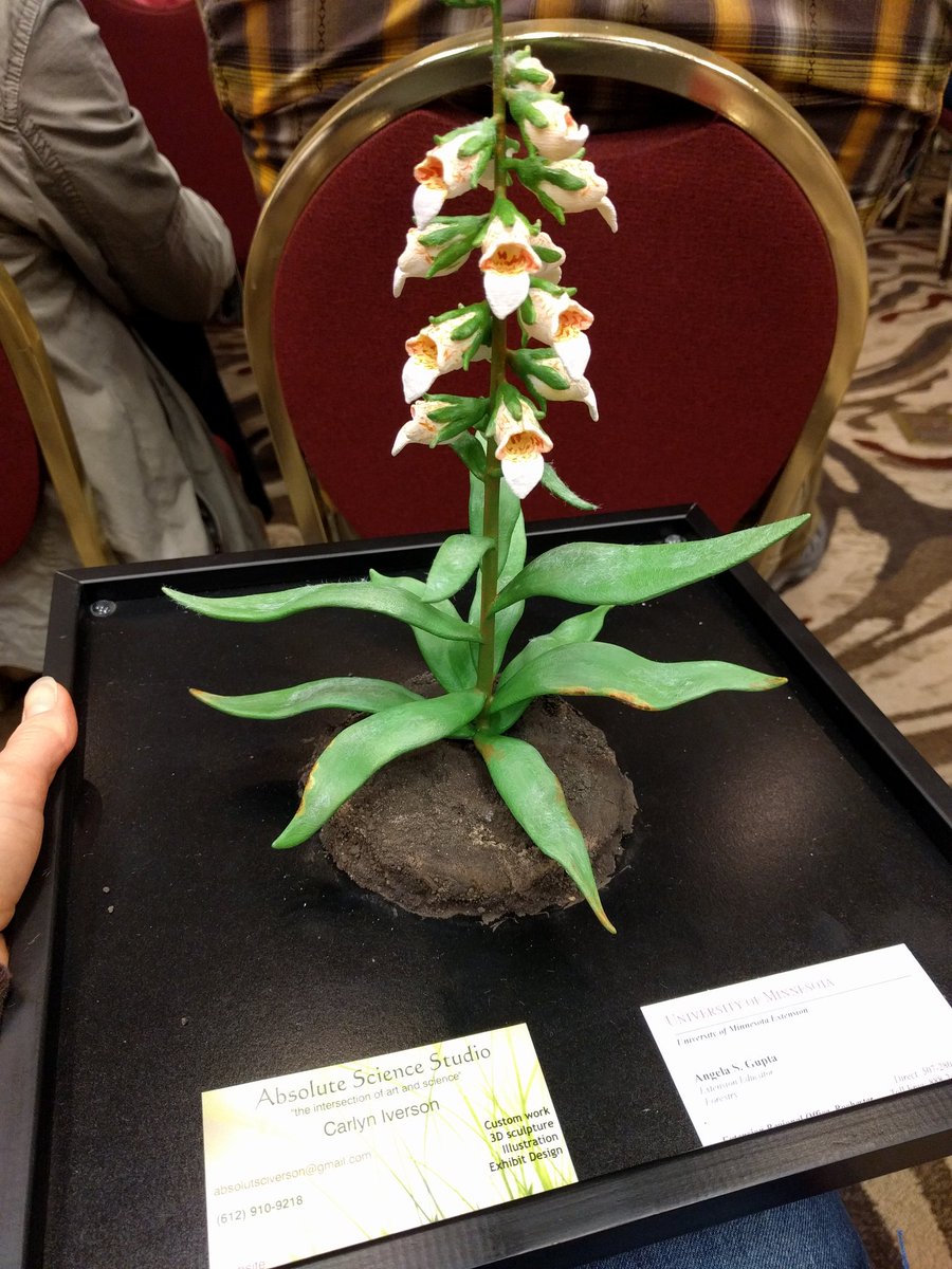 TurtCGS's tweet photo. Wow! 3D printing of invasive species!   @UMISC2016 @WIASLA @UMNExt 
photo of Grecian Floxglove #umisc2016 https://t.co/BPKum88SfK