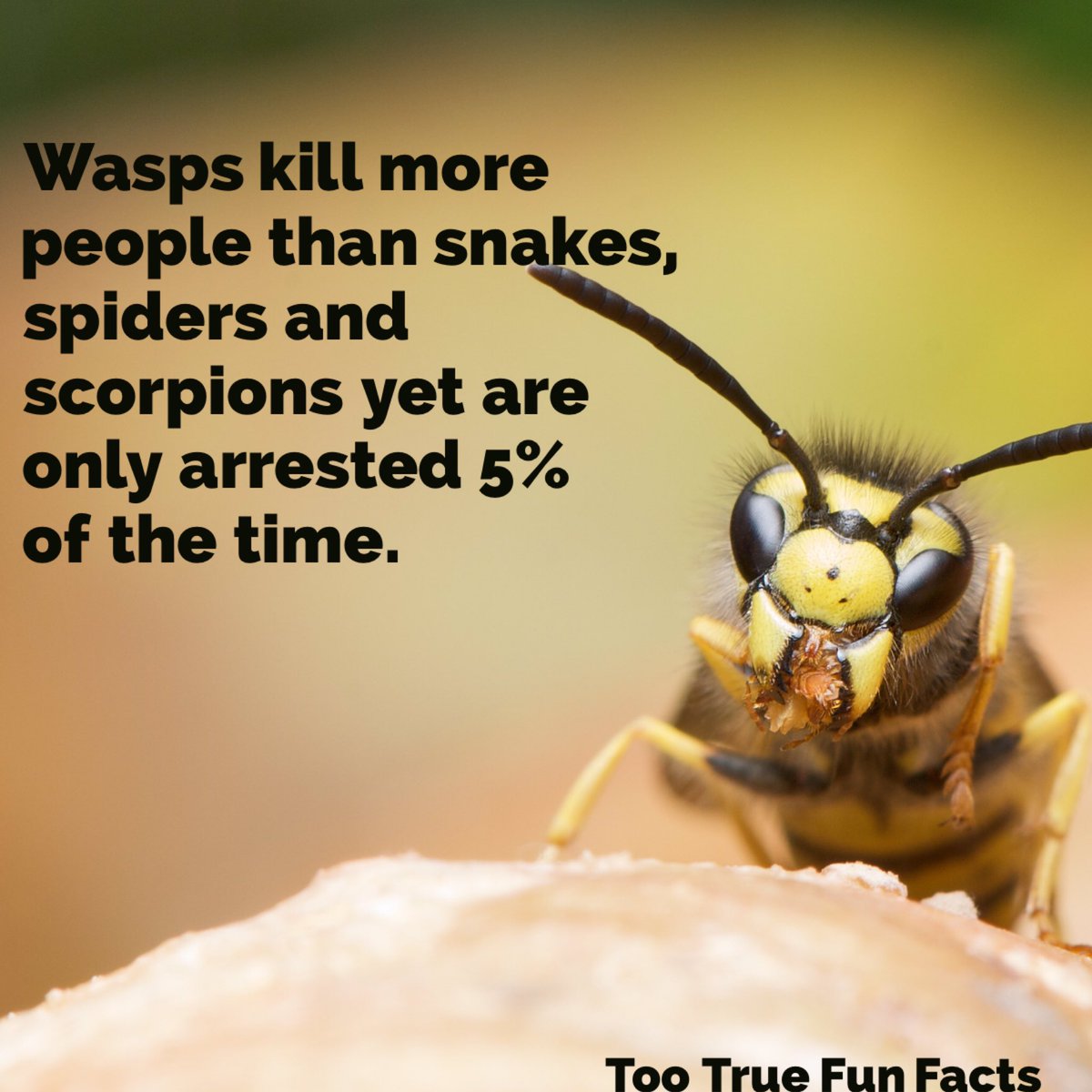 this is a wasp meme