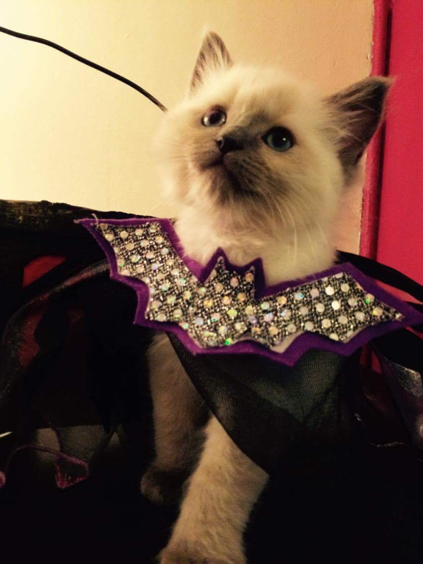 Ragdoll_varient's tweet photo. Lorenzo and his bat cape #batcape #ragdoll #kittycostume #halloween https://t.co/0AVuXucVhL