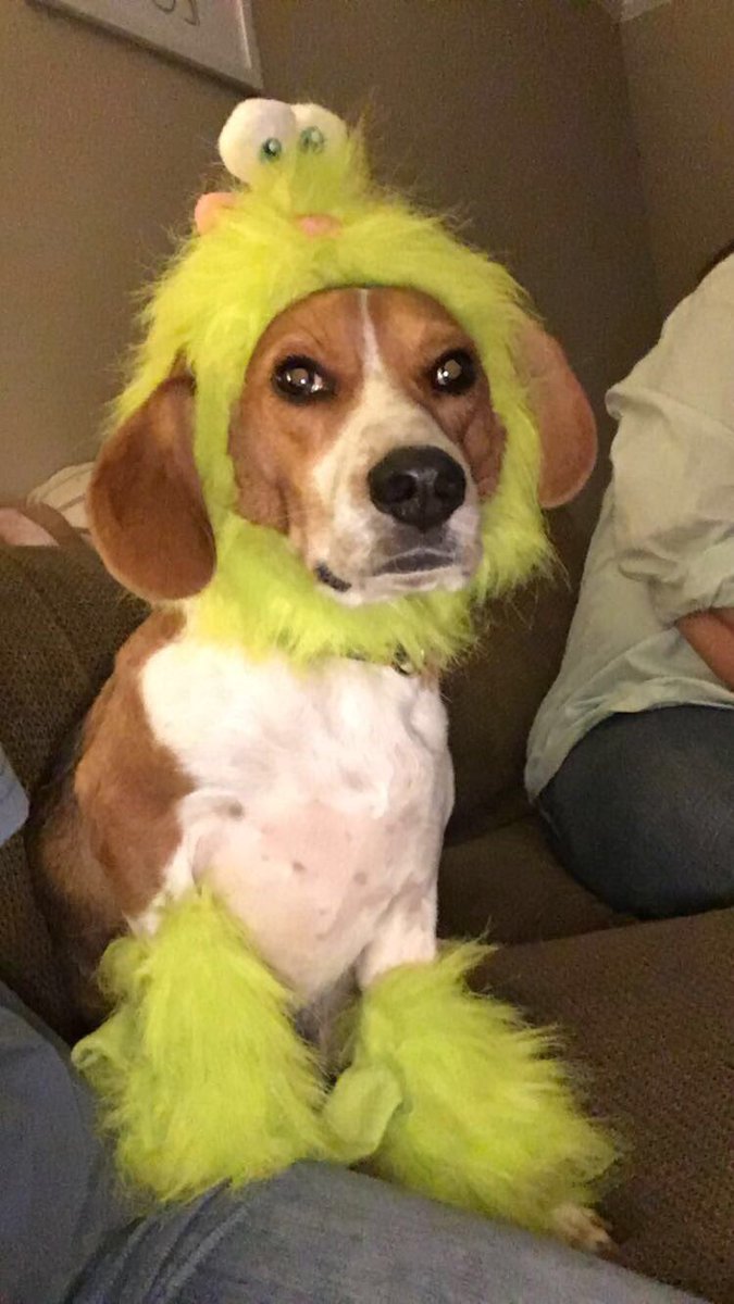 AltadenaValley's tweet photo. I hope everyone is preparing their furry friends Halloween costume! Harley says he is ready to scare all the neighborhood pups! https://t.co/FGUfNLJ1FM