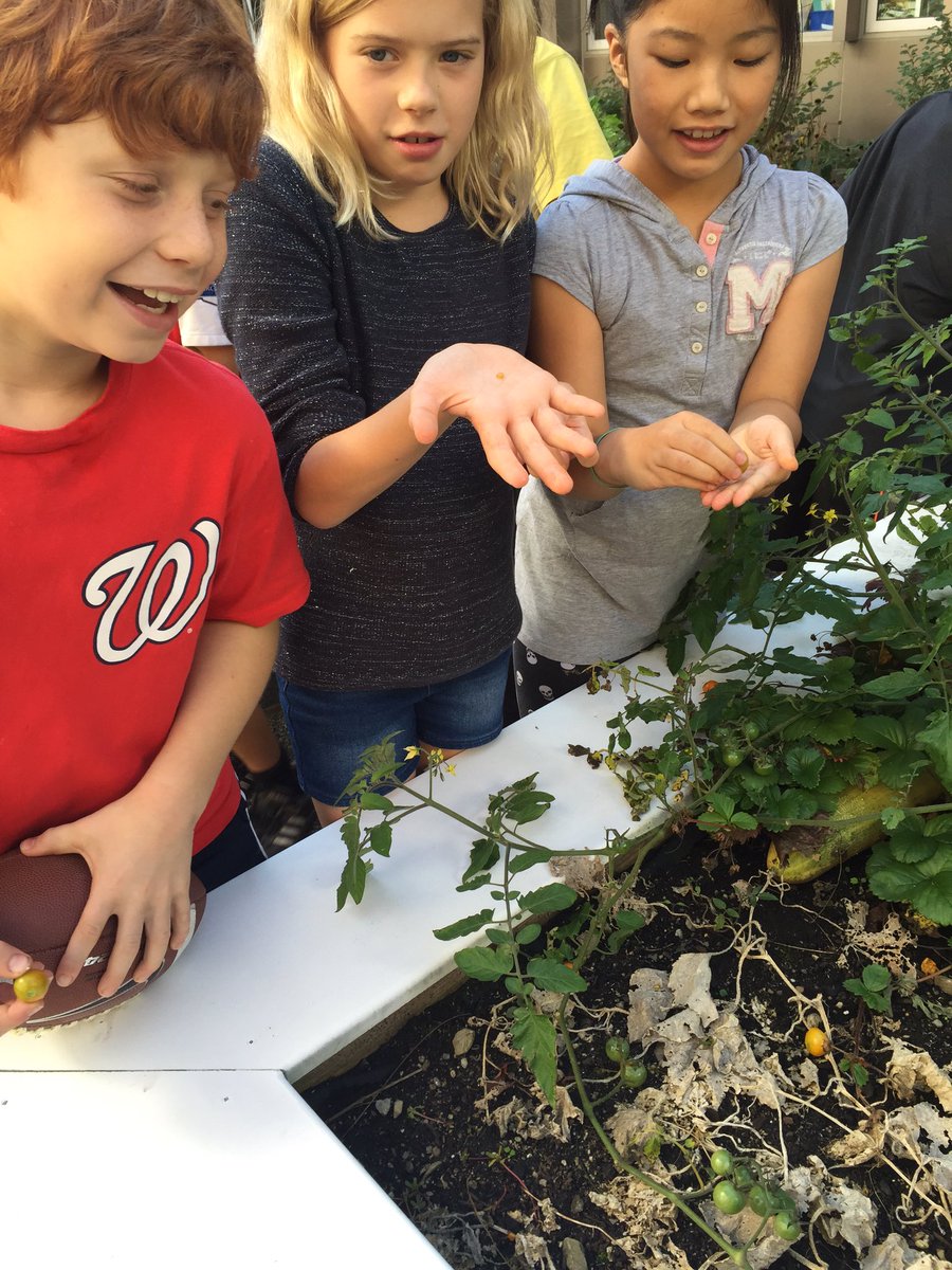 Collecting seeds to observe and hypothesize how the seeds travel! #studentbotanists