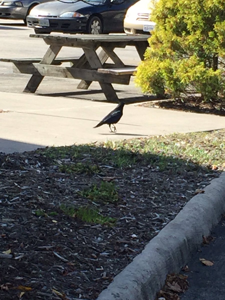 KFields1315's tweet photo. I think they were talking about me #chasingcrows https://t.co/ruyTv7B5Vo