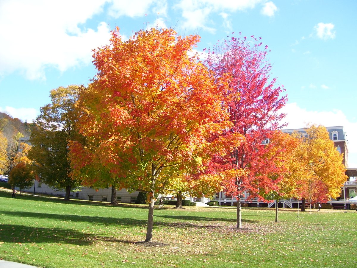 montp_vt's tweet photo. more #fallfoliage on State Street in Montpelier. #montp #vt https://t.co/k5k2xEmDLN