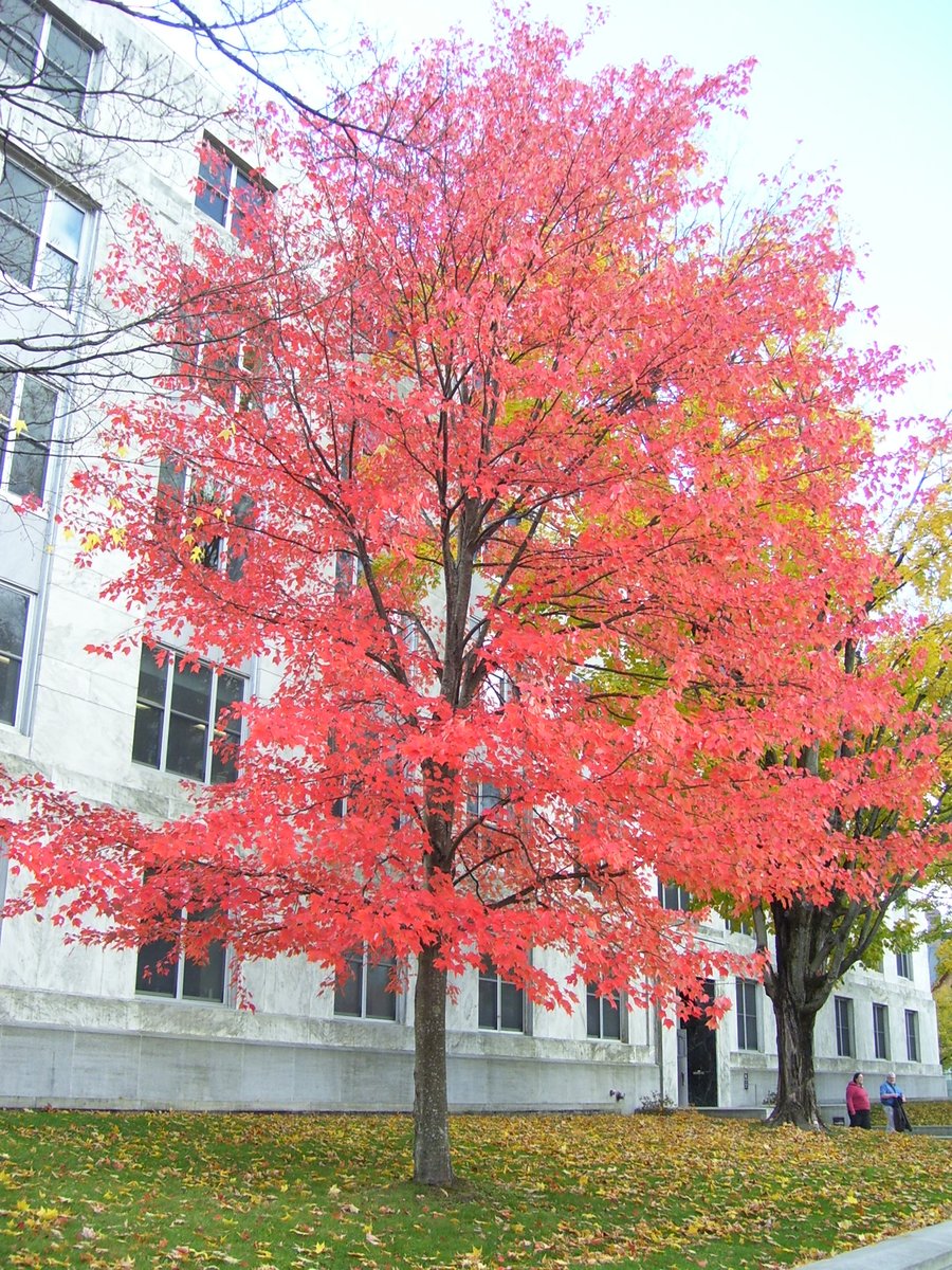 montp_vt's tweet photo. #fallfoliage on State Street in Montpelier. #montp #vt https://t.co/0E3jEyzWfg