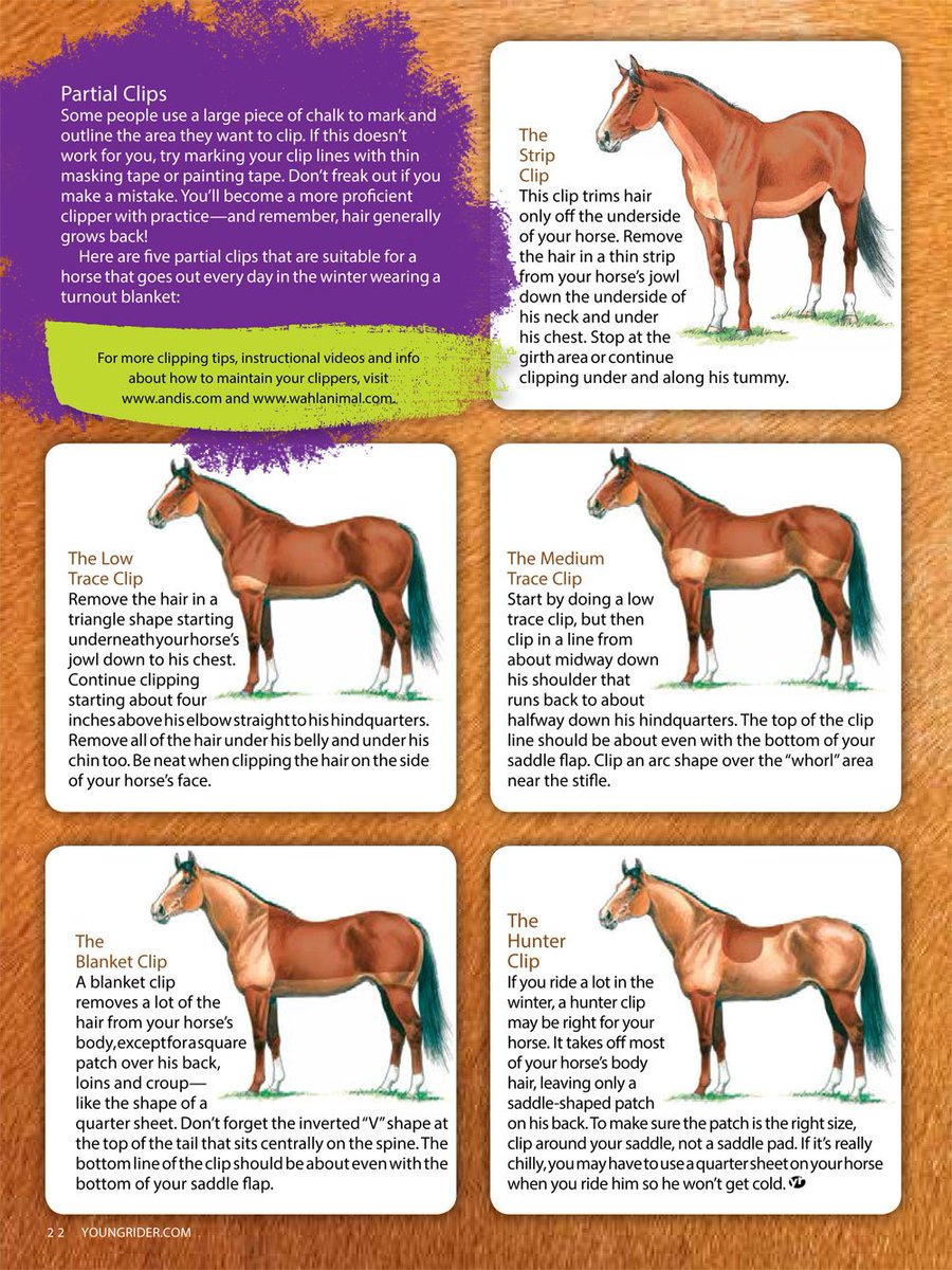 How to Blanket a Horse - Published by Young Rider magazine