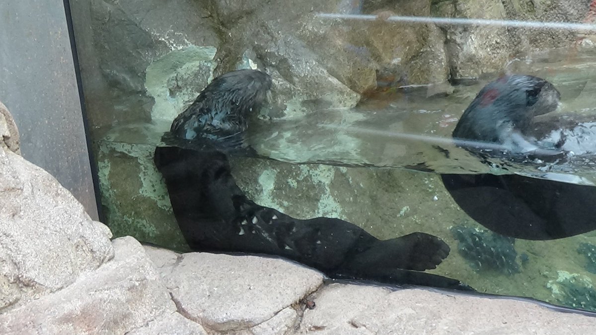 _BWProductions's tweet photo. Sea Otters at @SeaWorld San Diego part 1. #StandWithSeaWorld   #SeaWorldCares   #SeaWorldStrong https://t.co/4ZuLKcQMmu