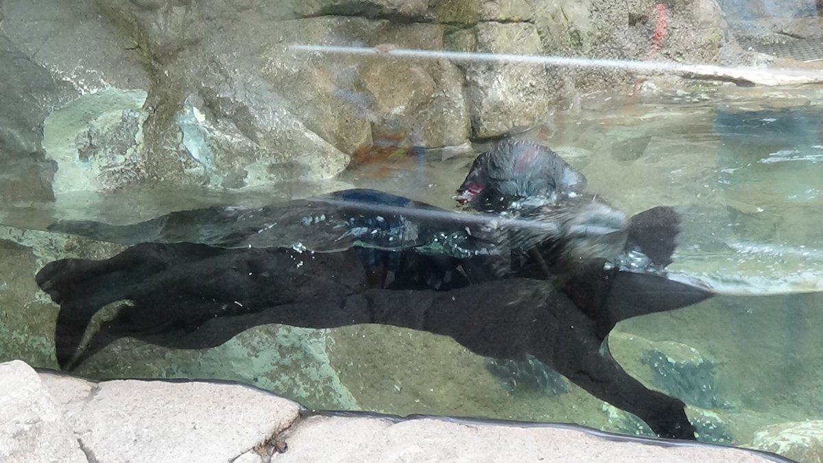 _BWProductions's tweet photo. Sea Otters at @SeaWorld San Diego part 1. #StandWithSeaWorld   #SeaWorldCares   #SeaWorldStrong https://t.co/4ZuLKcQMmu