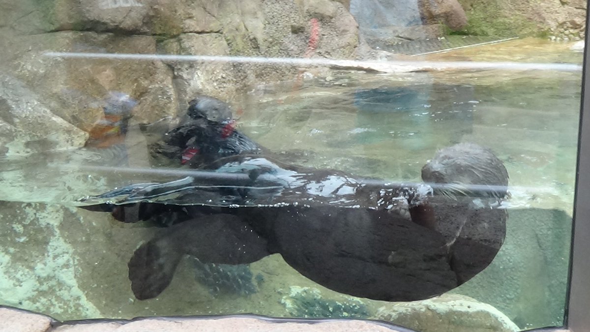 _BWProductions's tweet photo. Sea Otters at @SeaWorld San Diego part 1. #StandWithSeaWorld   #SeaWorldCares   #SeaWorldStrong https://t.co/4ZuLKcQMmu