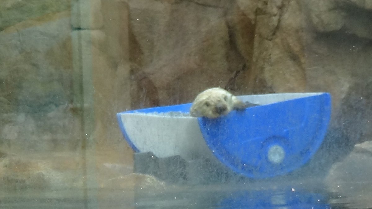 _BWProductions's tweet photo. Sea Otters at @SeaWorld San Diego part 1. #StandWithSeaWorld   #SeaWorldCares   #SeaWorldStrong https://t.co/4ZuLKcQMmu
