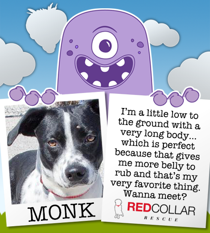 It's RED Collar Rescue Wednesday! Monk is a happy, friendly guy who loves people + dogs. Please consider foster/adoption. info@redcollar.org
