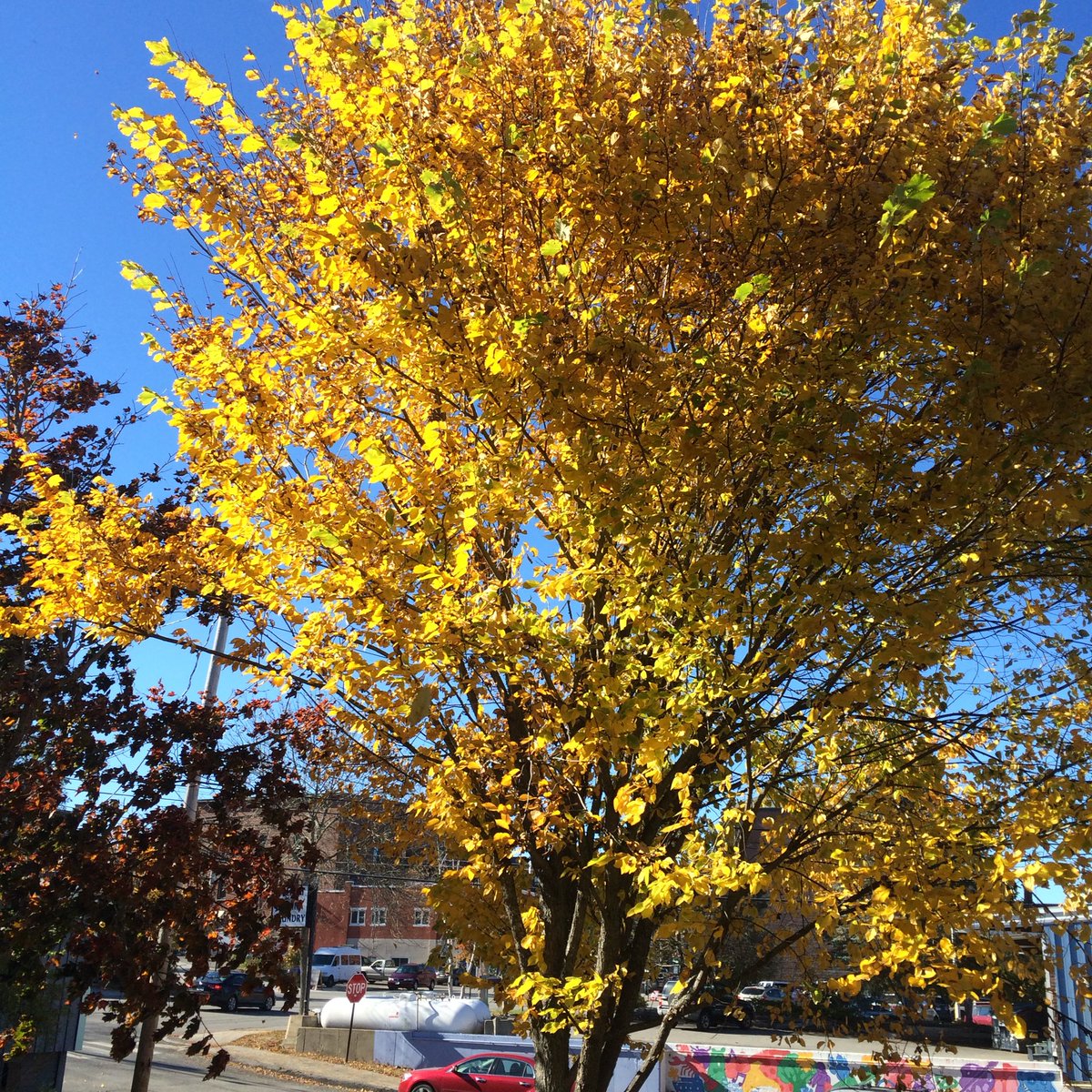 Beautiful view from the #belfastcreativecoalition office! #belfastmaine #fall