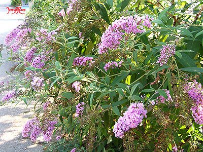 Pbs Twimg Com Media Cvjlryzueaev7sc Jpg