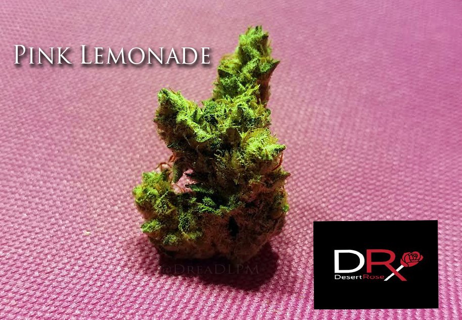Dread_LPM's tweet photo. #DesertRosePhoenix #MedicalMarijuana #medicalcannabis #MMJindepth #MMJ #MMJfacts https://t.co/WRc9ZrnzeF