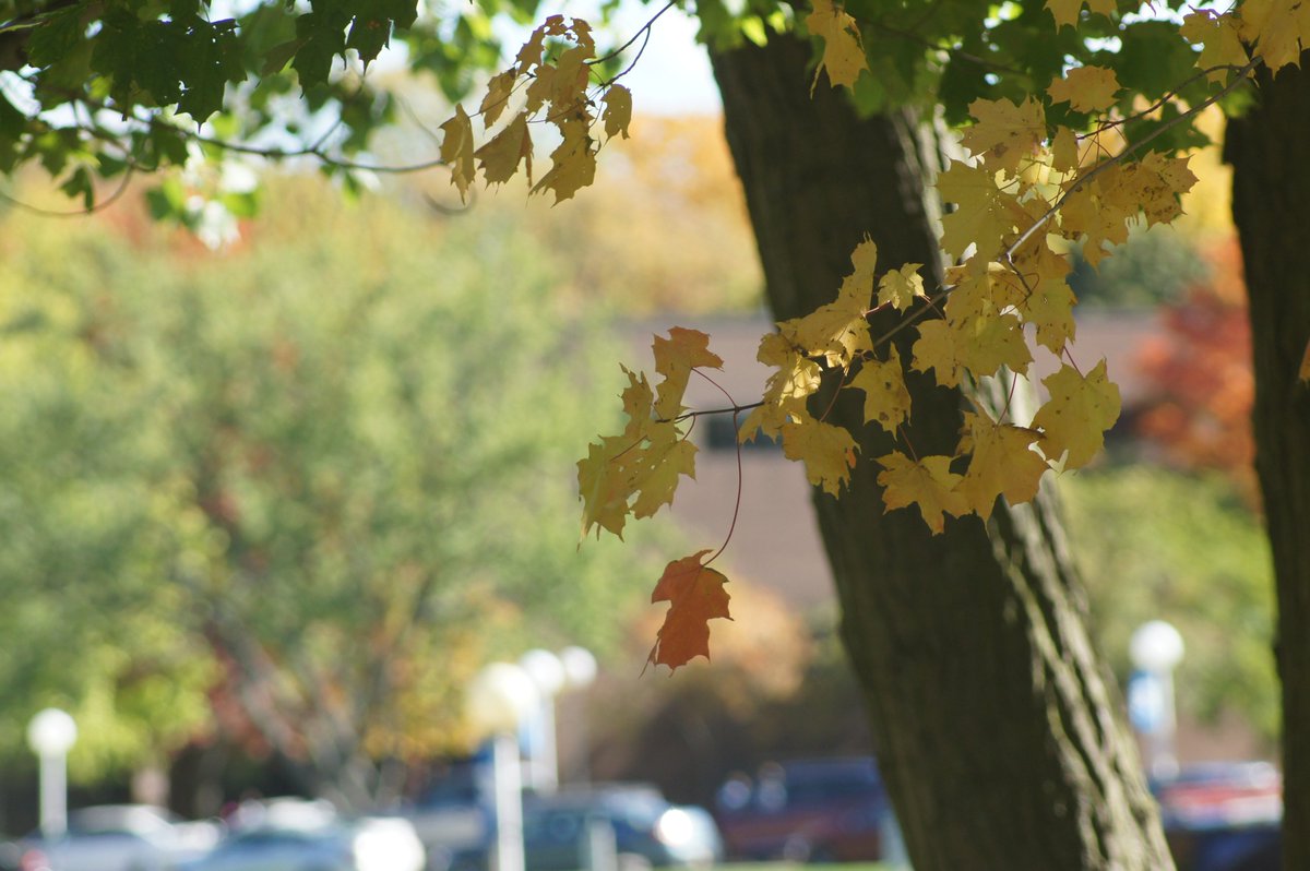 FredoniaU's tweet photo. Enjoy this beautiful fall day Fredonians! #FREDinfall https://t.co/EvuSEmgY5W