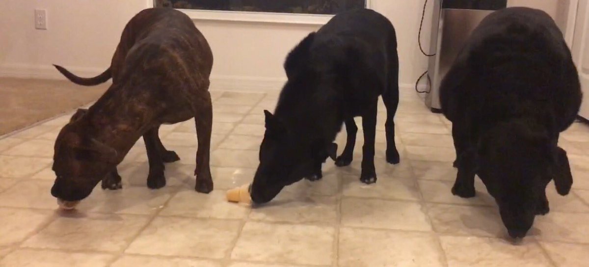 WoofToys's tweet photo. Our girls enjoying their Puppy Scoops Ice Cream. Get yours today at https://t.co/bCpkwwA42m #puppyscoops #puppycake #safefordogs #yum https://t.co/eFzNhfNAkY