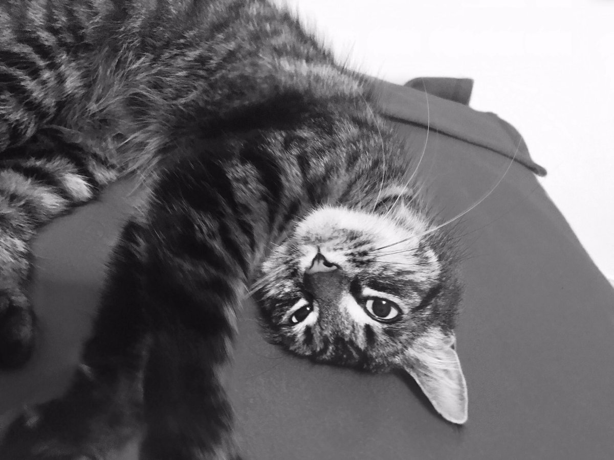 Kitty_KatKiller's tweet photo. Schroedinger already embracing the film star life... 📸📽🐱 https://t.co/MampJJTLKm