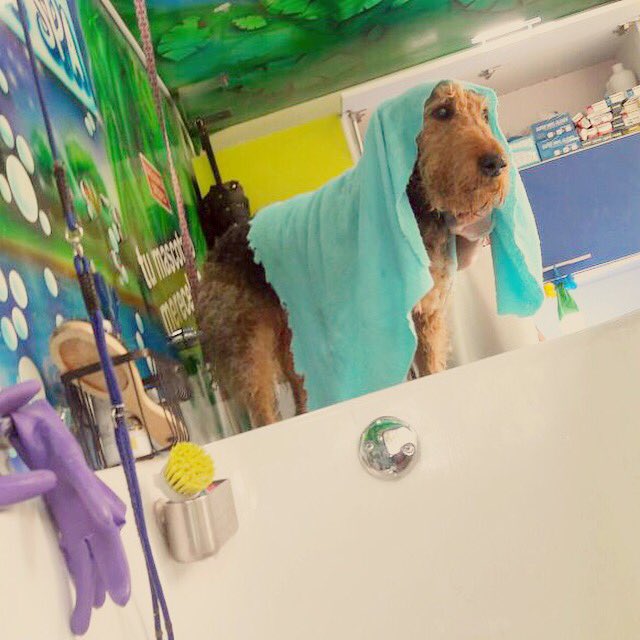 NikSalazar's tweet photo. Mi Sashita saliendo de su baño! 😍🐾 Gracias @lbarcenaspress por visitarla y consentirla! 🙏🏻😘 https://t.co/cEZDr591JZ