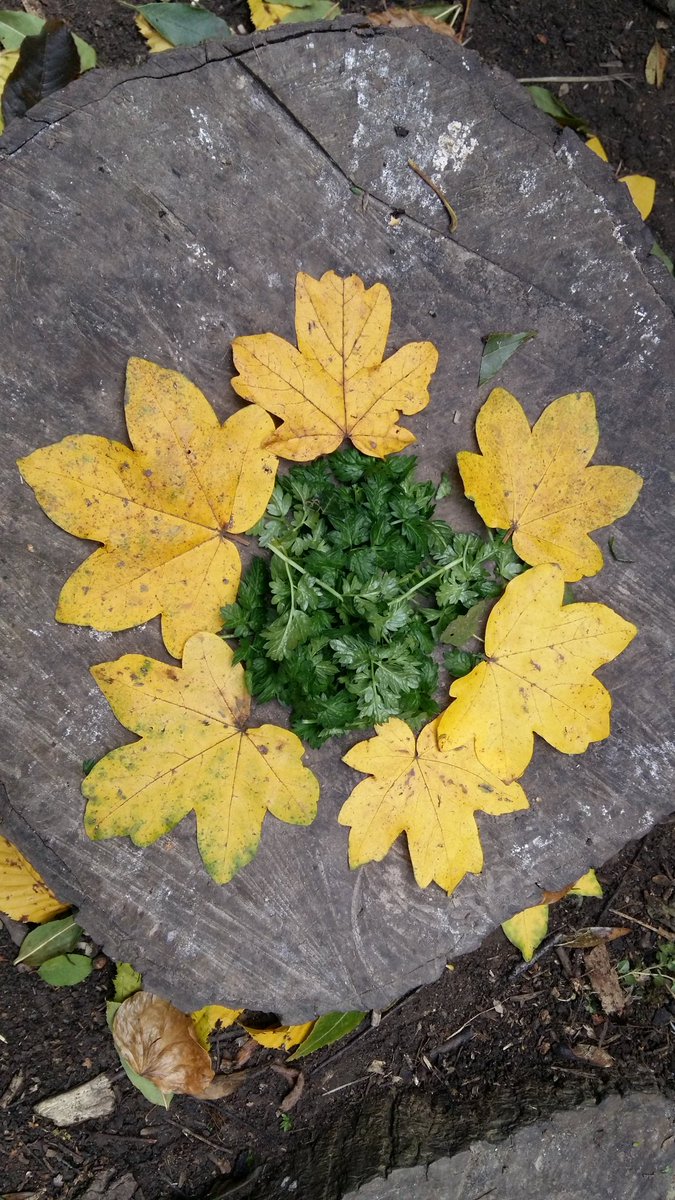 Emma5Hills's tweet photo. Amazing Autumn leaf art from Year 2 @AbbotsPrimary @WoodlandTrust @ForestSchoolUK @Muddyfaces https://t.co/U5NaOSlTcs