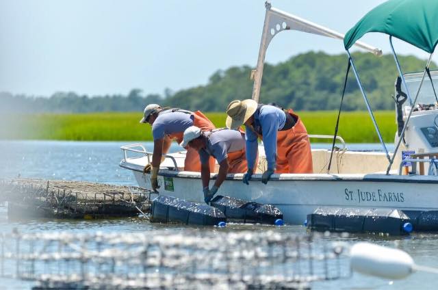 StJudeFarmsSC's tweet photo. Just another day on the #AceBasin.
#EatSJF #EatFresh #EatLocal #EatSustainable #ChsEats #ChucktownFoodie #Savannah #ATLEats https://t.co/aSRGZtMXDC
