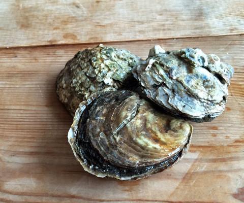 ShellfishRus's tweet image. Native Oysters are back! These are incredible oysters, if you like oysters you will love our #ColchesterNatives. buff.ly/2etlLoS