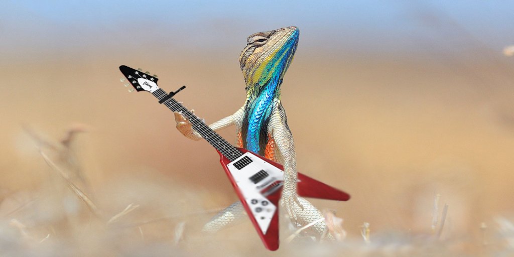 KyserCapos's tweet photo. #WeirdGuitarWednesday #lizard #lizardlove #lizardlife #biglizardinmybackyard #celebrationofthelizard #lizardfood #songsaboutlizards https://t.co/jvm2EZTdYT