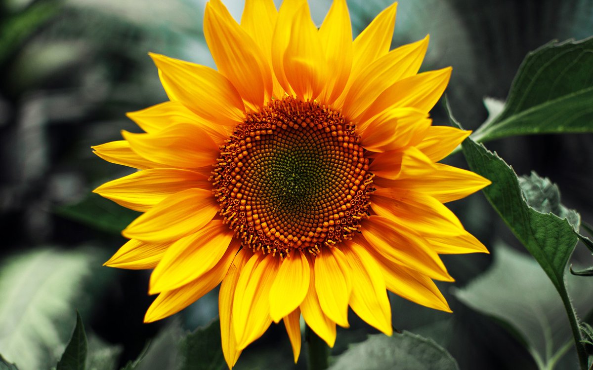4outof5agree_'s tweet photo. Sunflower's: innocent flower or dandelion rapist? Read the whole story here https://t.co/hk3i3oVhCc https://t.co/KR50No3aW4