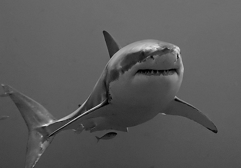 staywildmag's tweet photo. "He was bitten and pulled under momentarily, and was released after punching the shark." #SurfOregon Read more: https://t.co/uFA8cPpcYk https://t.co/hQ3JQrpzQv