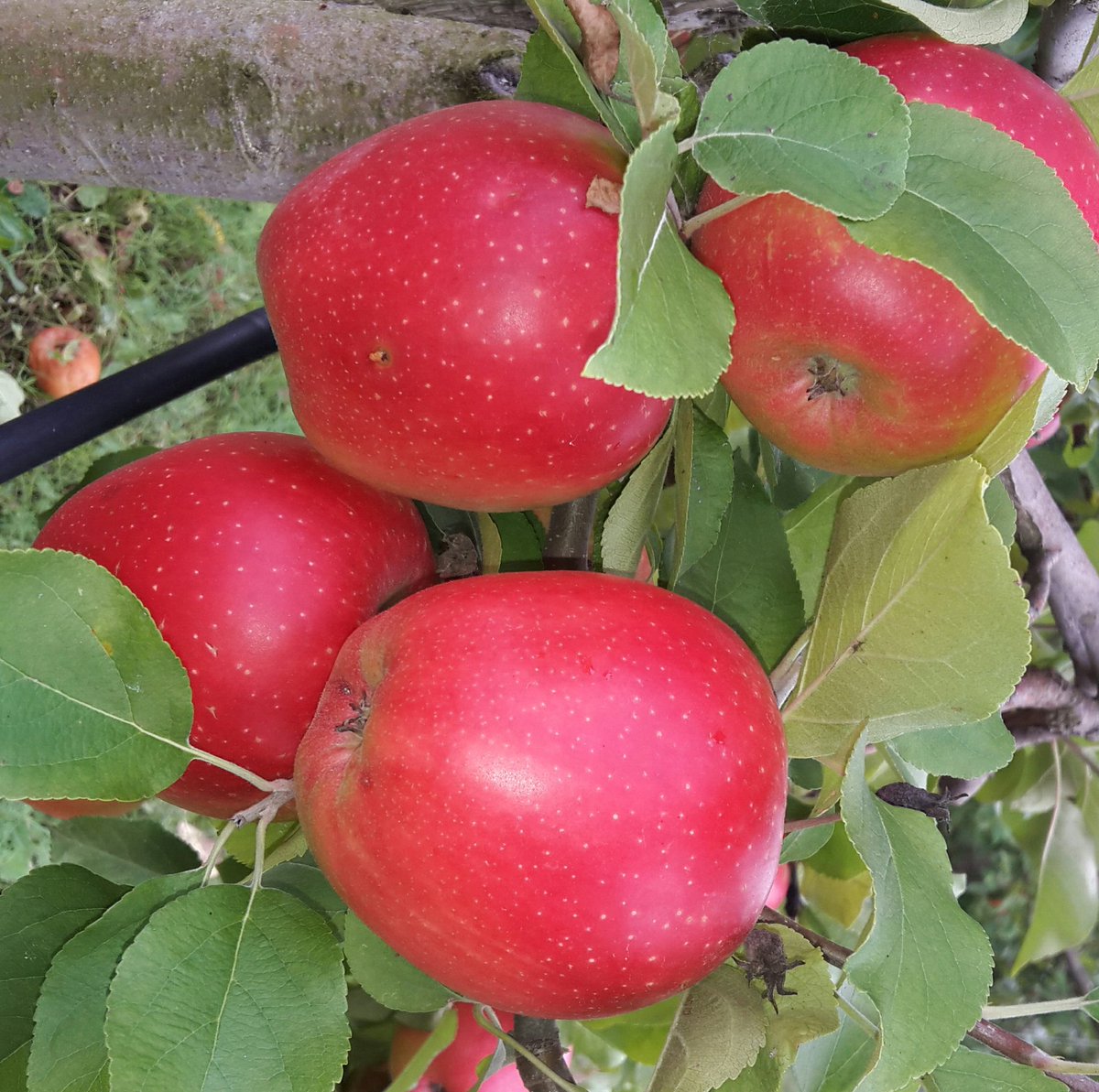 seba_iappy's tweet photo. #Mele Renette, Jubile', Florina, Fuji #treeripe #harvest16 #food #beverage #MadeInItaly #FreshProduce https://t.co/kszQfgUC2T