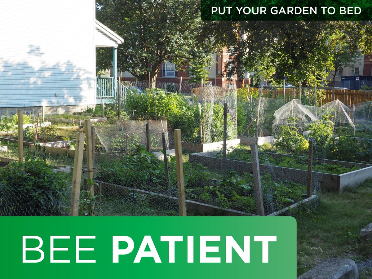 WildBeeTweets's tweet photo. Patience is virtue. For us, your patience means our support. Learn how you can #BeePatient and help us bees: https://t.co/rpplkruF1J 🐝 ⏲ https://t.co/Y2xAxddLNO