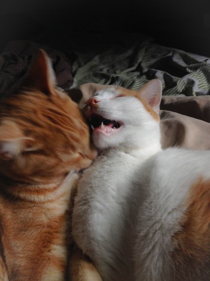 THEA_VanCat's tweet photo. Sometimes we are BeST friends.....
Sometimes... I want to bite your face off..!!
.. now LET ME SLEEP!
#argh #letmeSLEEP #catlogic https://t.co/OSk29AAaia
