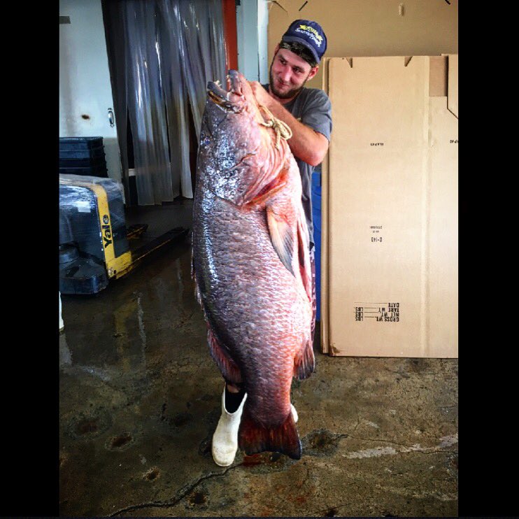 KatiesSeafood's tweet photo. Check out the hog that came off F/V Capt Willie!!
109 lb. Cubera Snapper !! https://t.co/FcSM3XoFxi