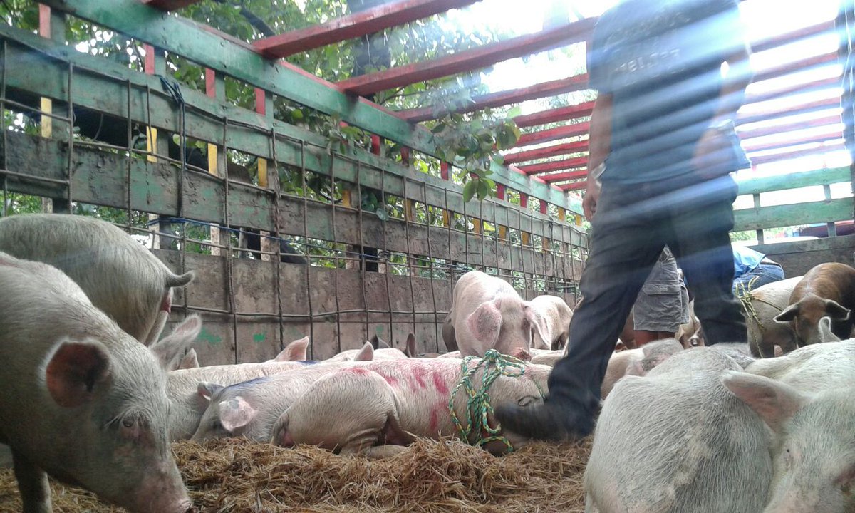 red_telica's tweet photo. #DanielyRosario2016 Familias teliqueñas reciven Bono Productivo #SiempreAlFrente 

Fotos: Ana Perez. https://t.co/L3Tu2g3Re0