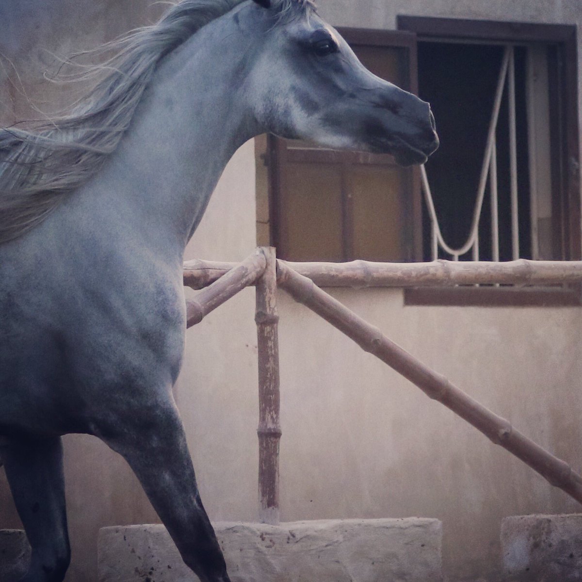 JArabians's tweet photo. Noor Jathab (2012)

Sire: EA Java
Dam: Ali Kateefa

#Arabians 
https://t.co/jzYjUPoF4r https://t.co/iFBfAqQEwJ