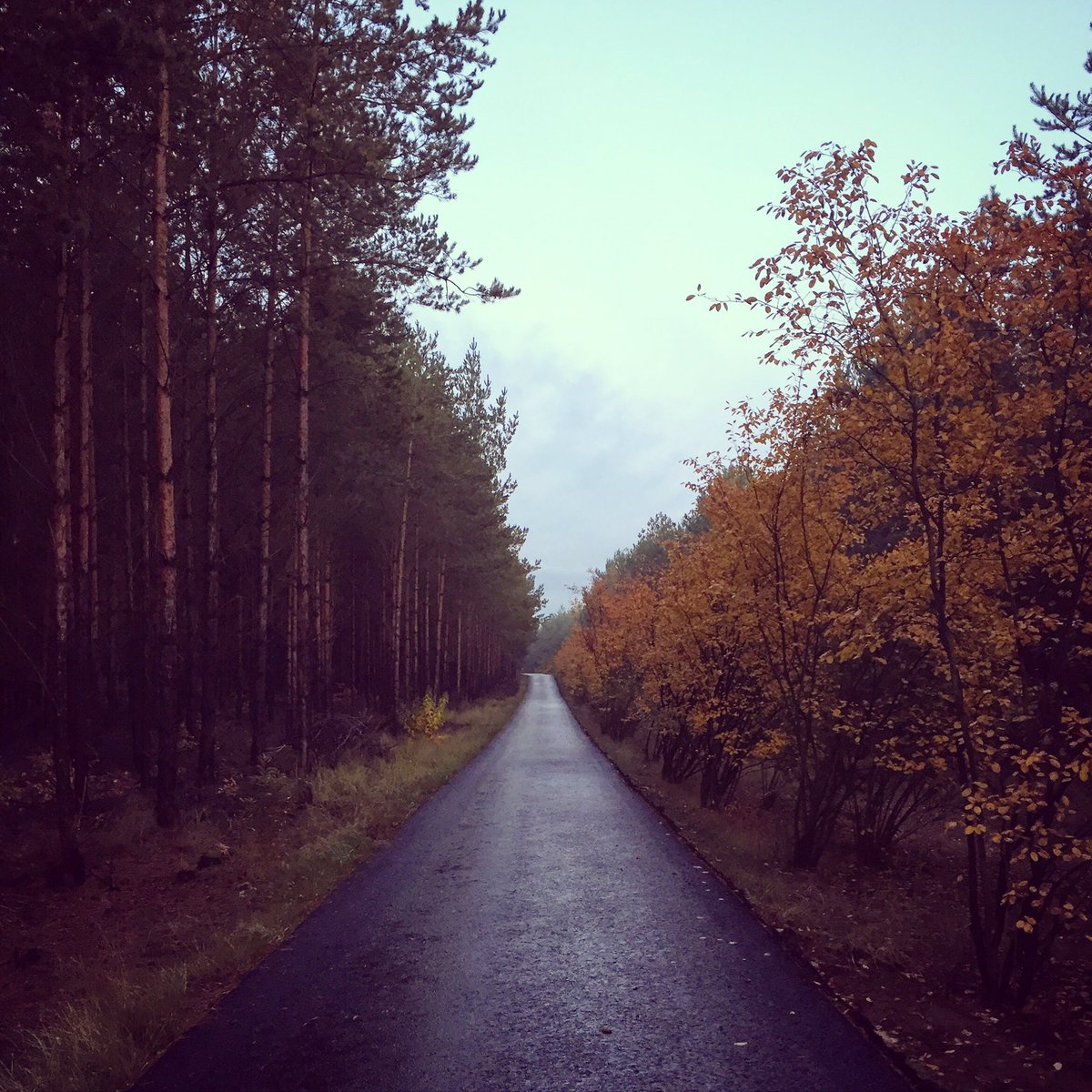 _wolfzoo_'s tweet photo. Walking through the forest #newhome #autumn #leaves #stillinberlin #mauerweg https://t.co/Gaz9ekZWRS