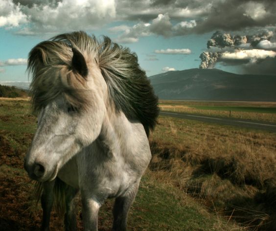 wiiceland's tweet photo. The Beautiful Icelandic horse and an erupting volcano in the back. Like if you think this is pretty amazing! https://t.co/VHgHJtYabb