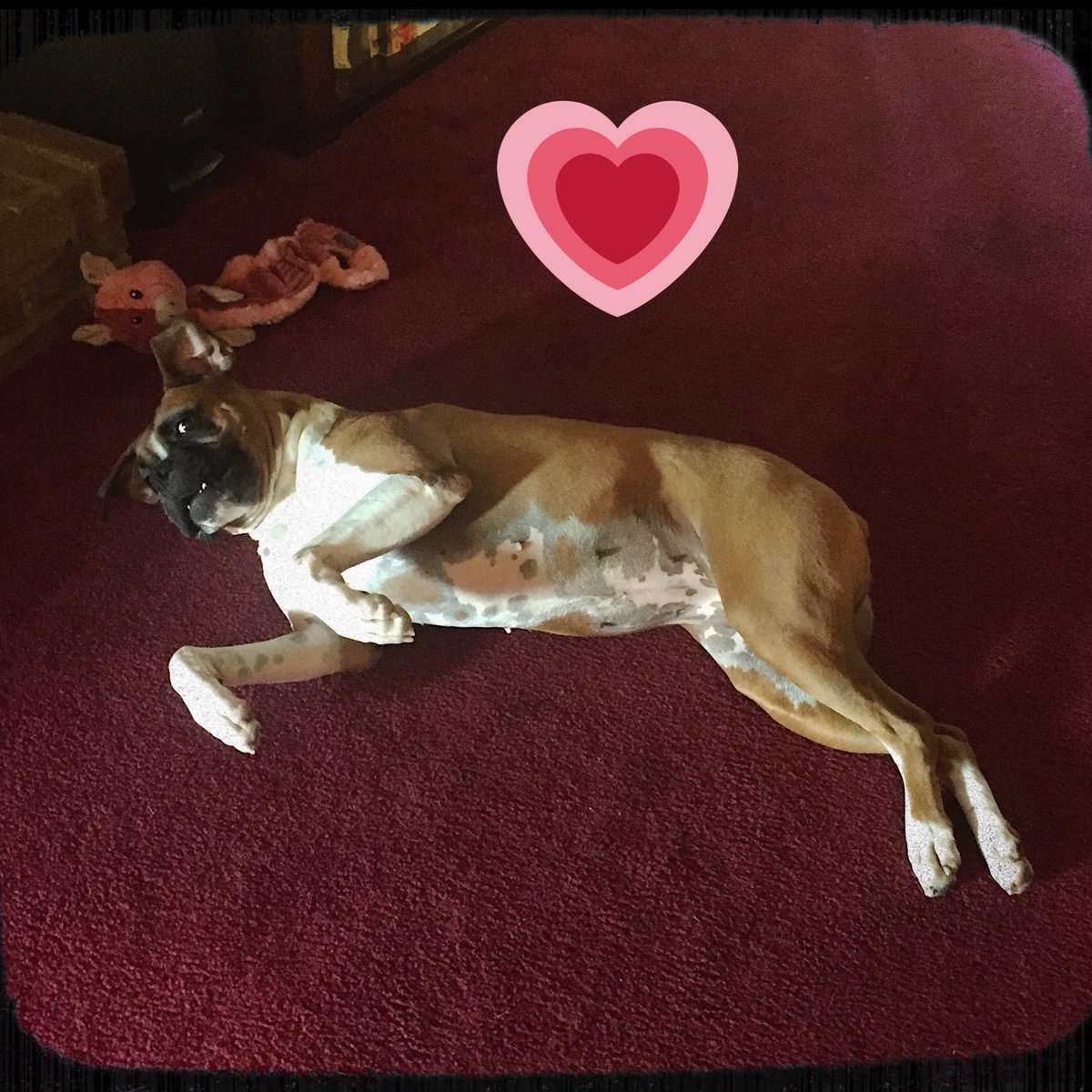 3BoxersNme's tweet photo. Rub my belly so I can run psycho through the house... https://t.co/gK7I6MtU5g