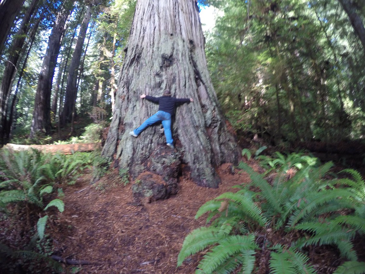 SoileauStephen's tweet photo. The trees are huge in cali https://t.co/ViDZLXES6E
