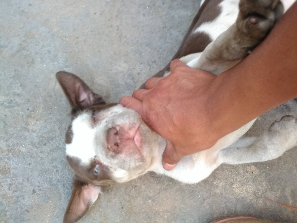 viethRodriguez's tweet image. Catalina