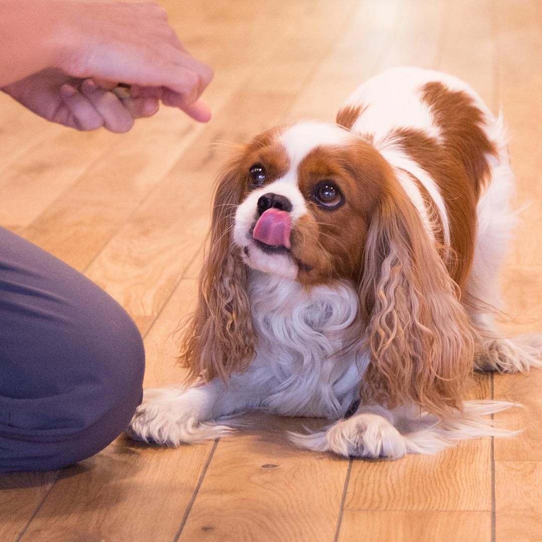 HelloTreat's tweet photo. Be like Pip: EYE ON THE PRIZE 😼🤘#motivation #justdoit #dogsofinstagram #instacute #dogstagr… https://t.co/6D6klxnGPJ https://t.co/Zy0c29RTib