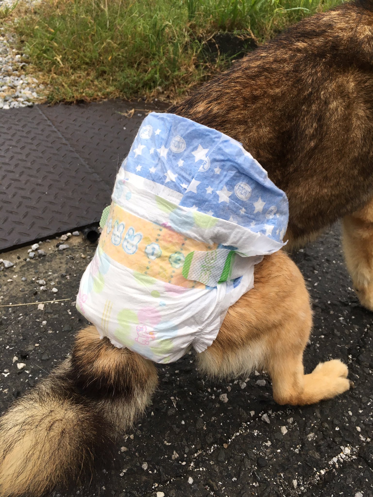 株 幸 幸のつどい En Twitter 我が家の犬のオムツ 犬のオムツが高い とボヤいていたら 中平所長の奥様が ｊｒ のオムツを1枚寄付してくれました これでサイズが合えば 人間用の方がはるかに安いので 代用出来る と思い さっそく穿かせてみました